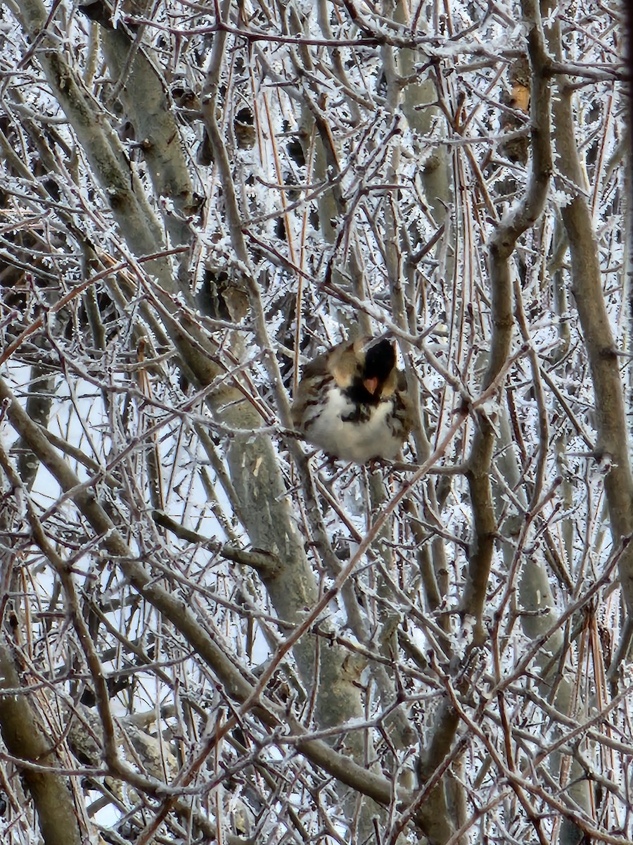 Harris's Sparrow - ML612927452