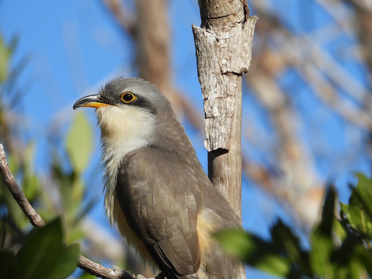 Mangrove Cuckoo - Jennifer  Kuehn