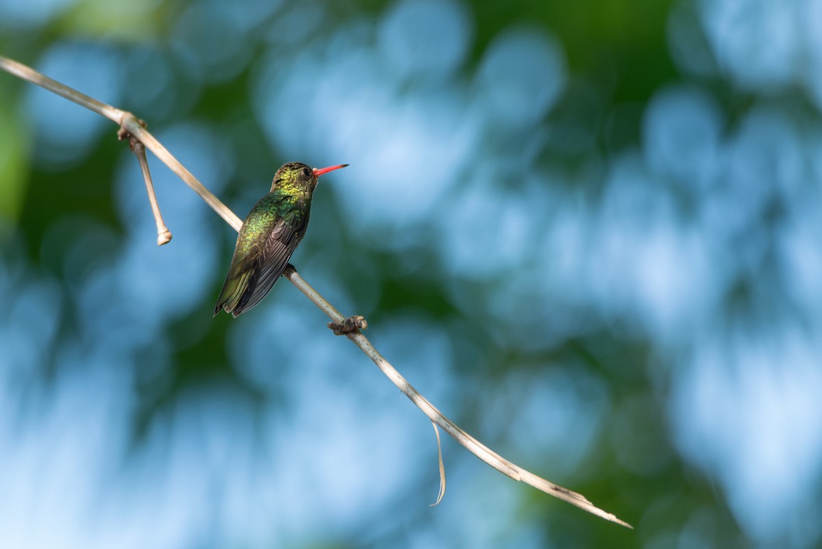 Gilded Hummingbird - LUCIANO BERNARDES