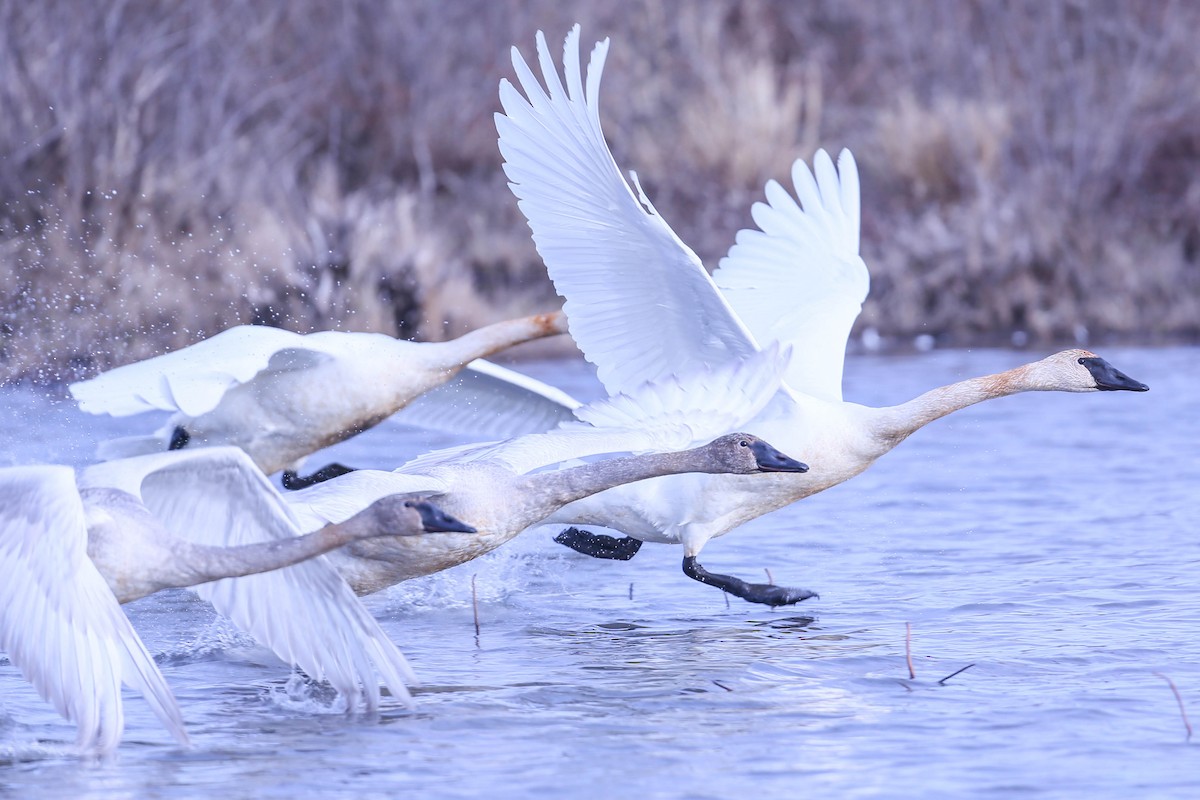 Cisne Trompetero - ML612927579