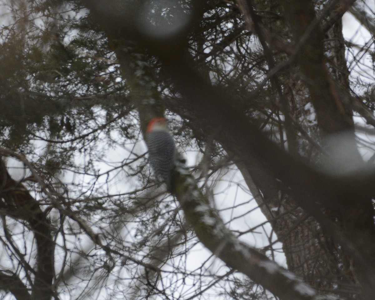 Red-bellied Woodpecker - ML612927591