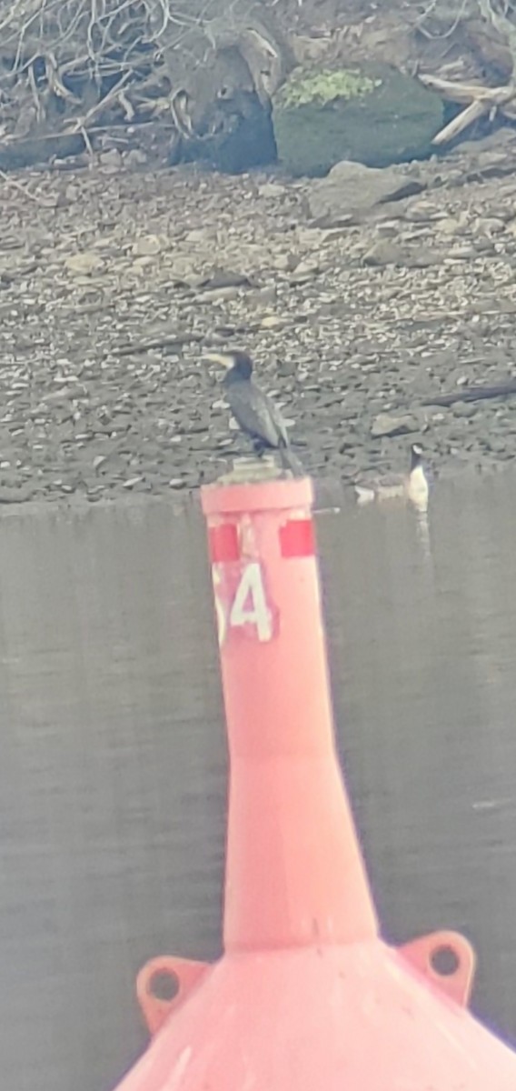 Great Cormorant - ML612927613