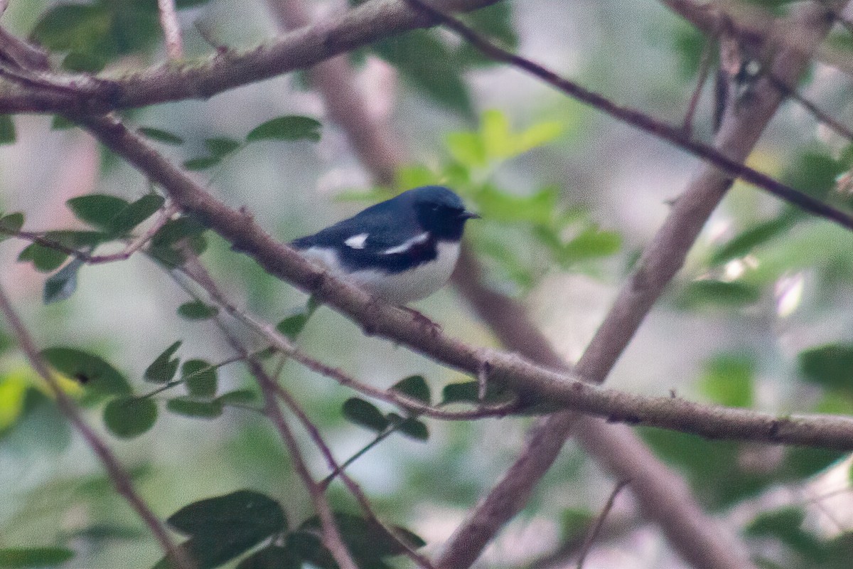 Black-throated Blue Warbler - ML612927665