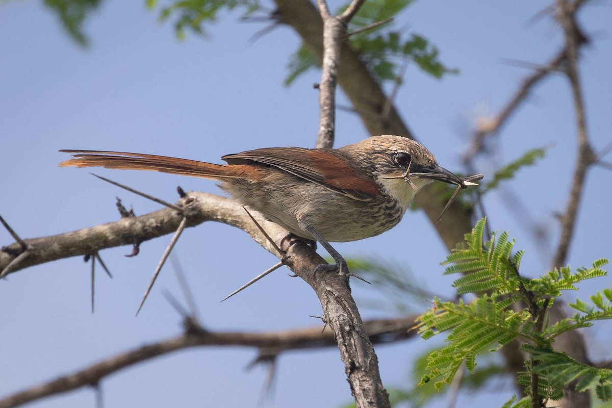 Chinchipe Spinetail - ML612927685