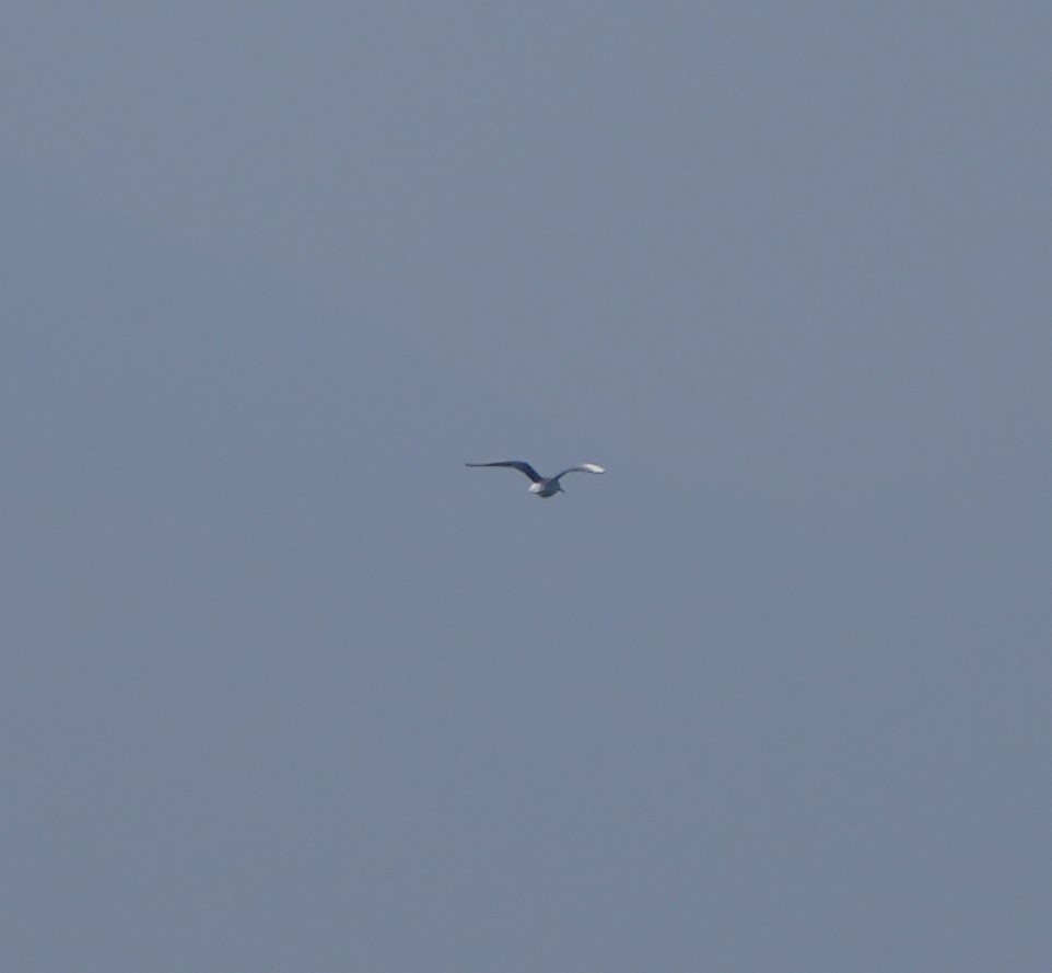 Bonaparte's Gull - ML612927700