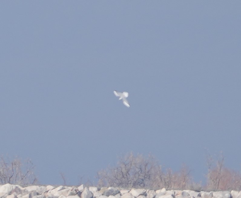 Bonaparte's Gull - ML612927703