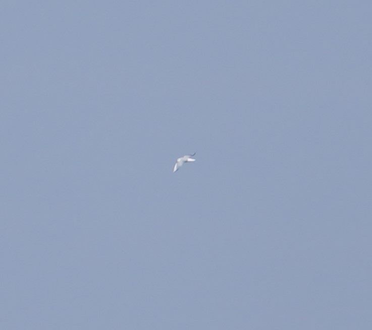 Bonaparte's Gull - ML612927713