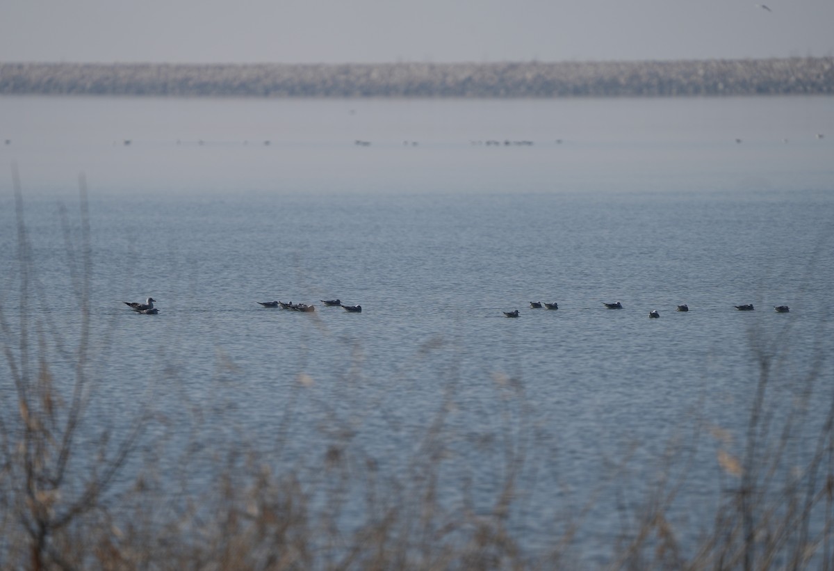 Bonaparte's Gull - ML612927723