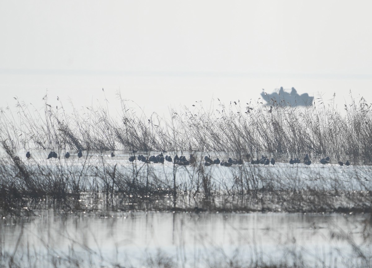 Bonaparte's Gull - ML612927725