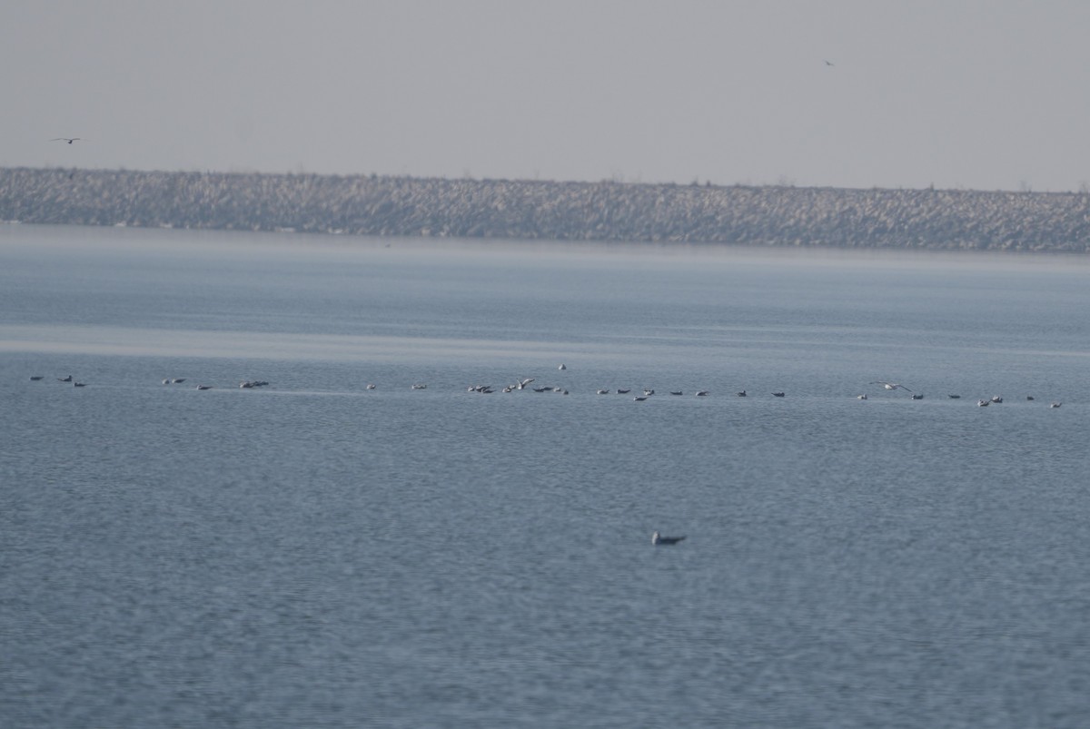 Bonaparte's Gull - ML612927735