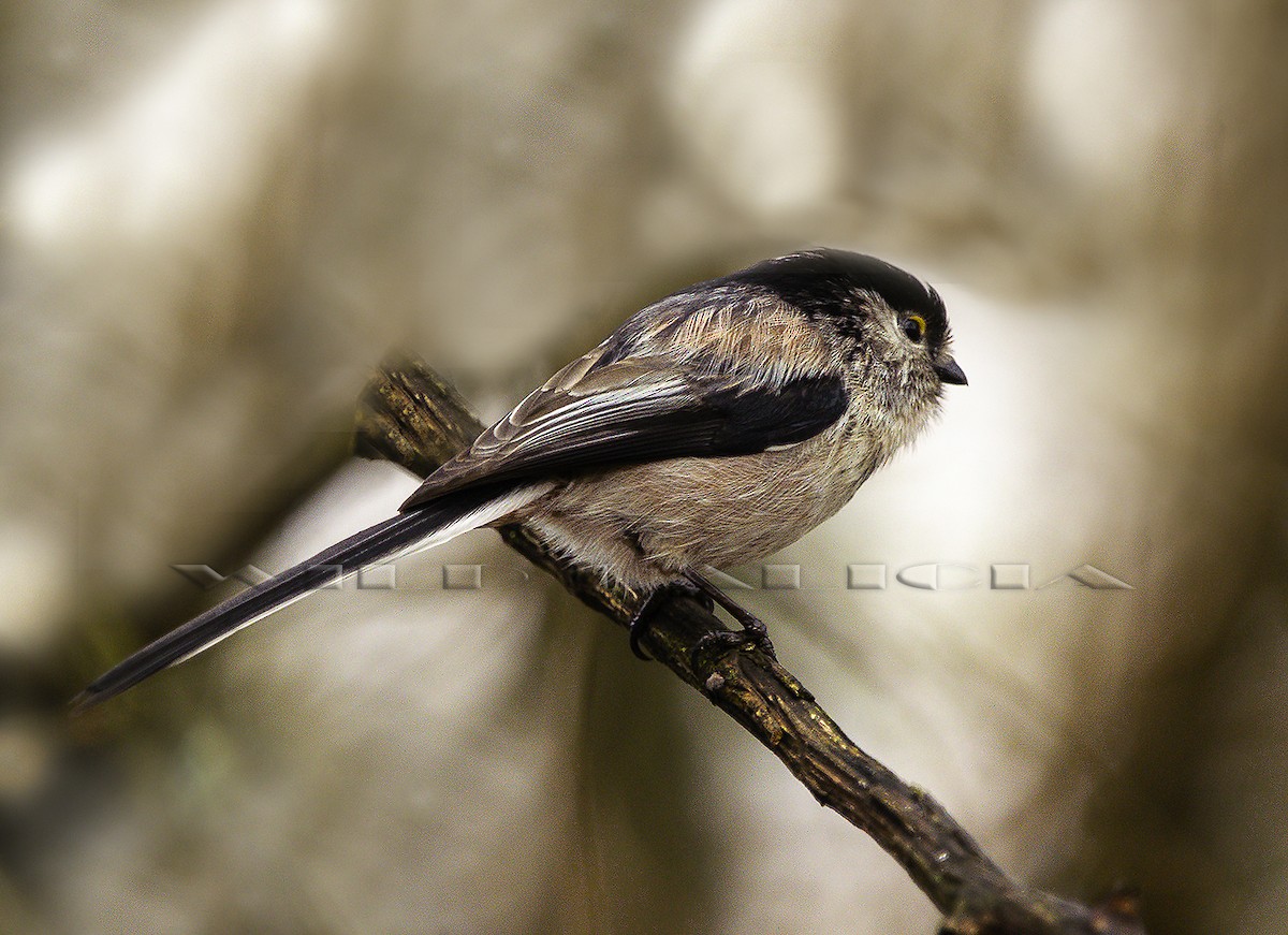 Long-tailed Tit - ML612927746