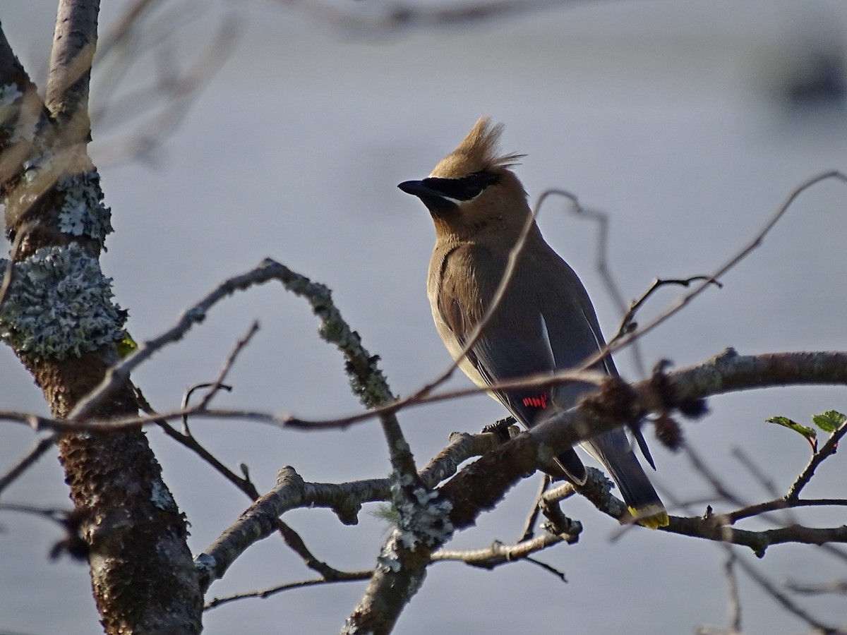 Cedar Waxwing - ML612927755