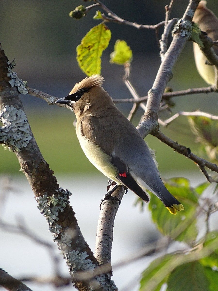 Cedar Waxwing - ML612927756