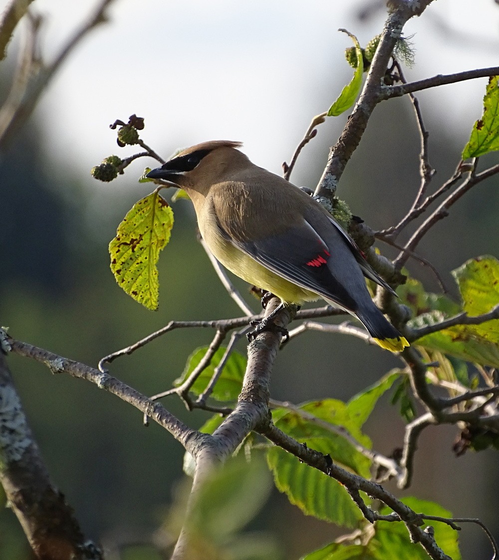 Cedar Waxwing - ML612927757