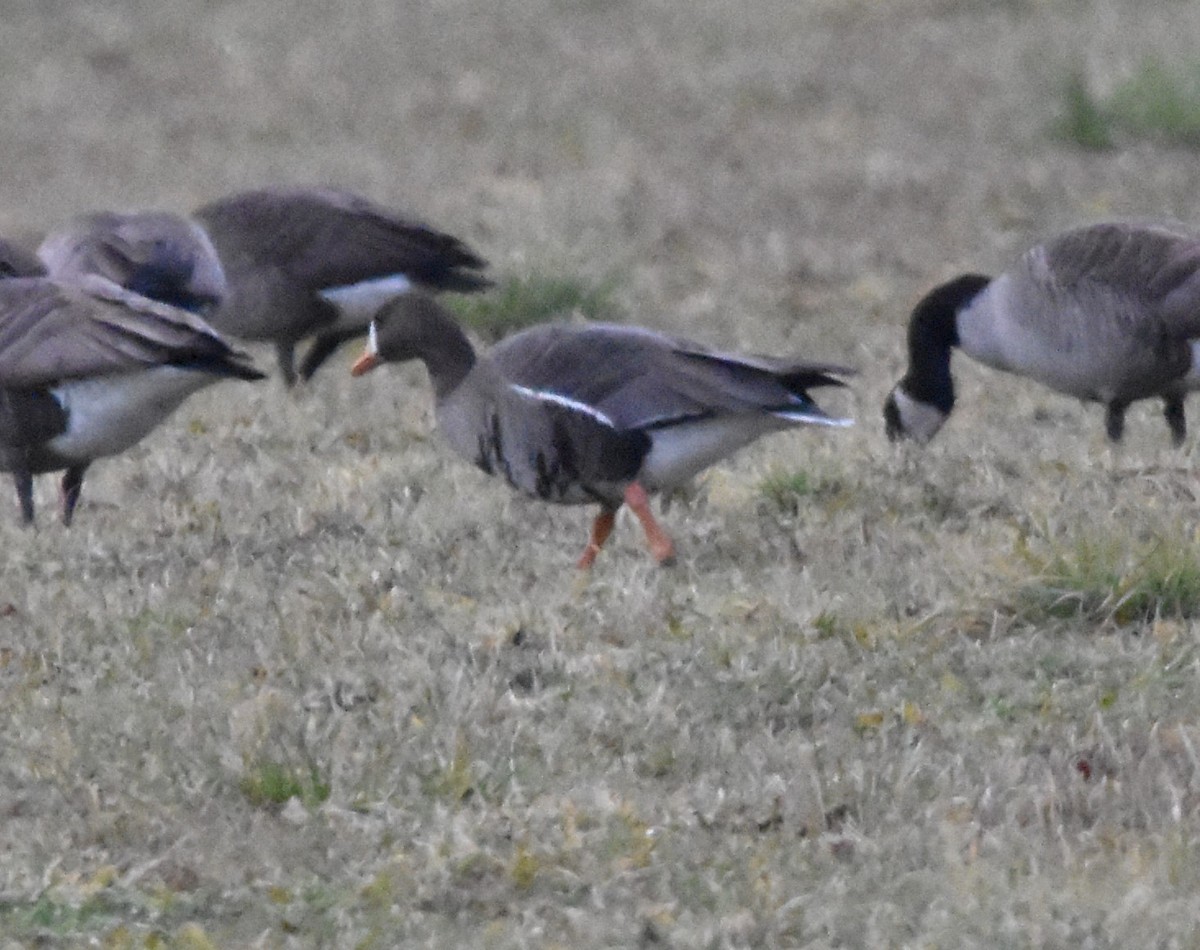 Greater White-fronted Goose - ML612927776