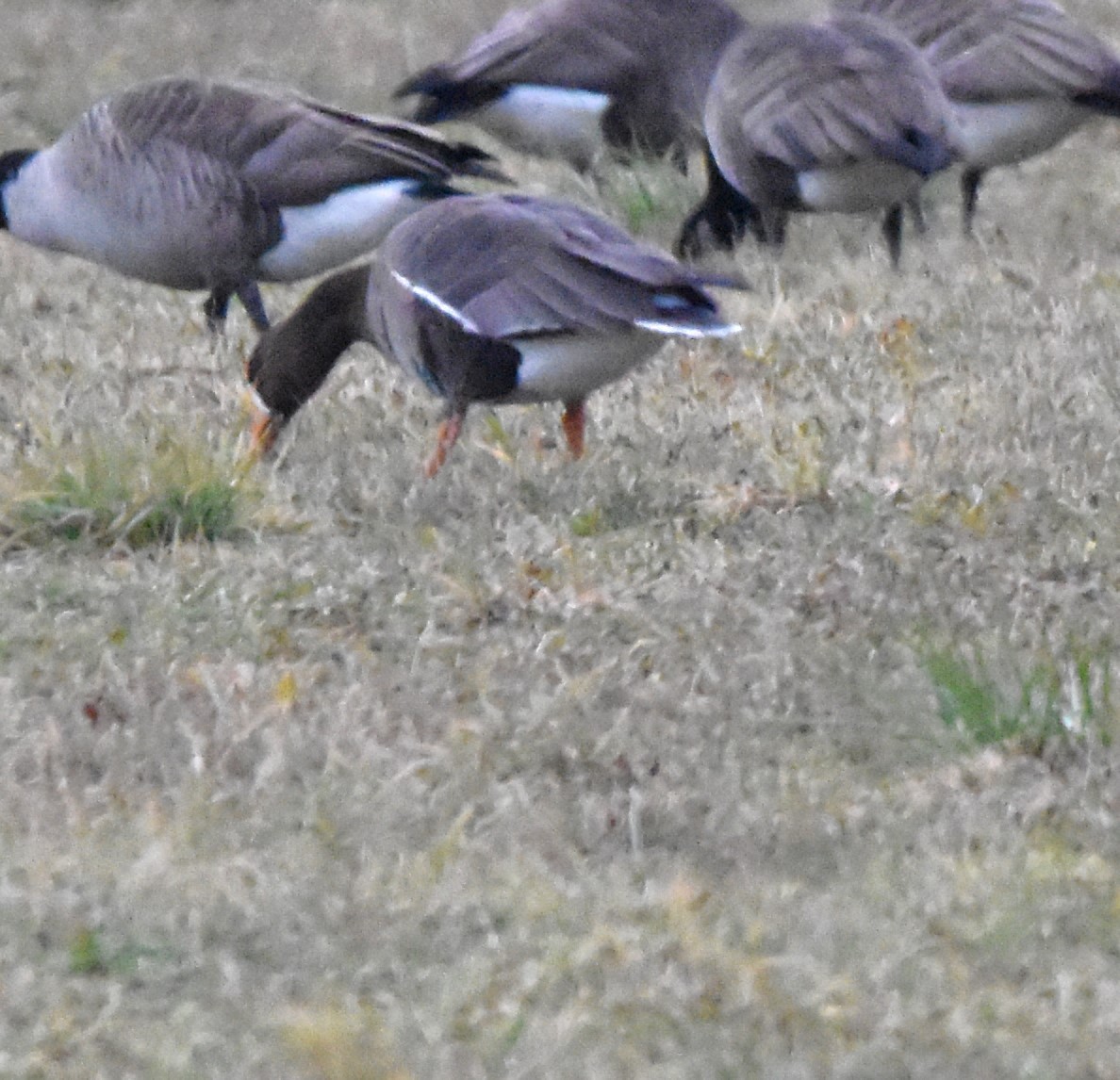 Greater White-fronted Goose - ML612927780