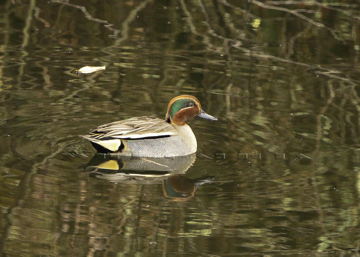 Green-winged Teal - ML612927795