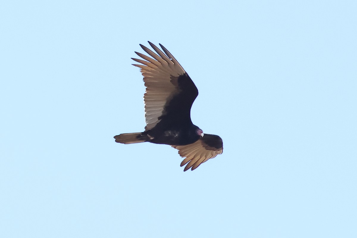 Turkey Vulture - John Mercer