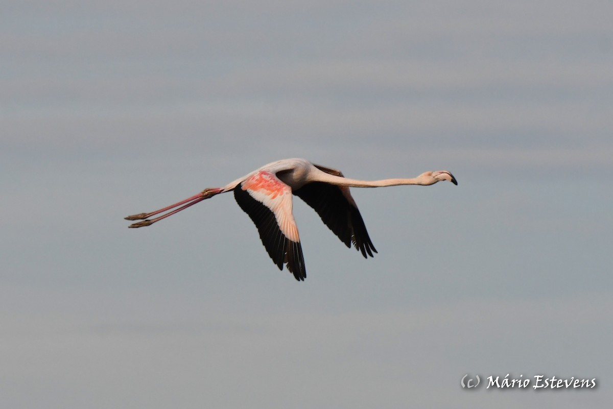 Greater Flamingo - ML612927905