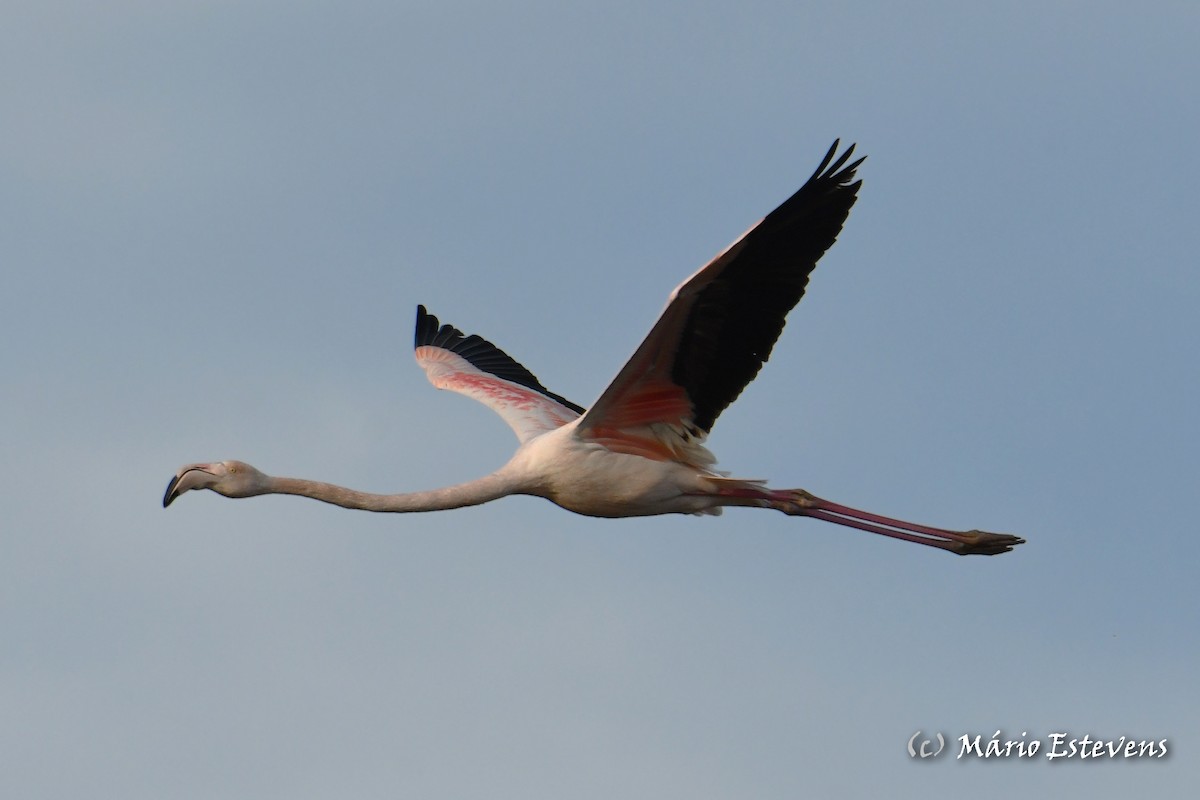 Flamant rose - ML612927906