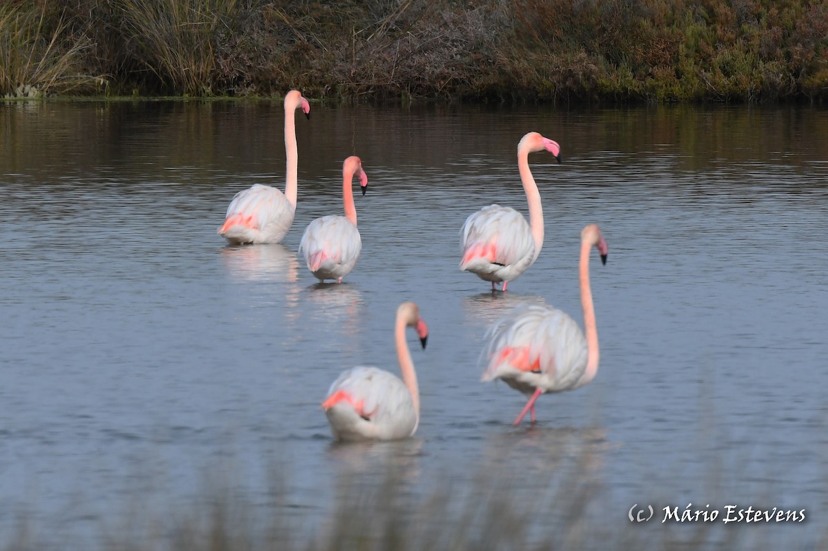 Greater Flamingo - ML612927908