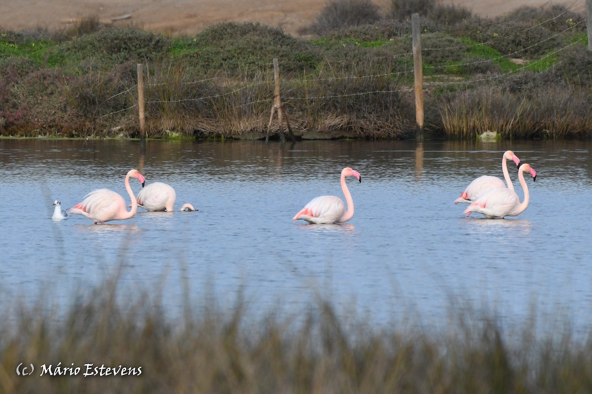 Flamant rose - ML612927909