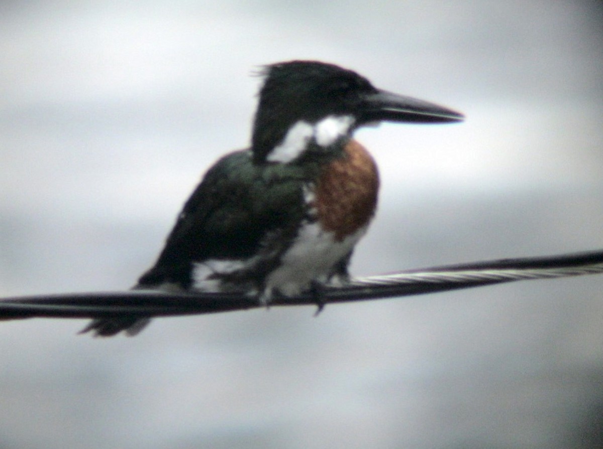 Amazon Kingfisher - ML612927990