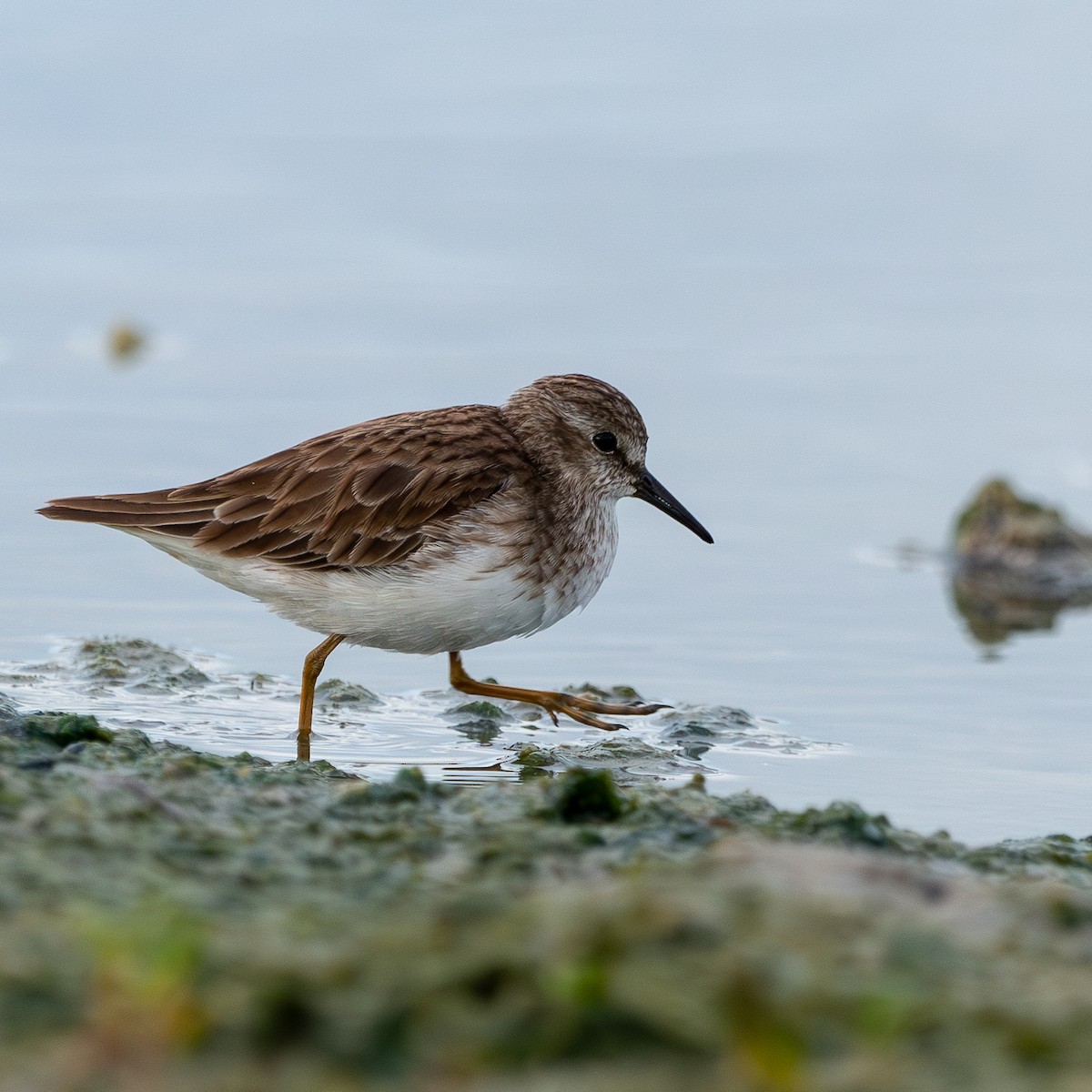 Least Sandpiper - Cristiane Homsi