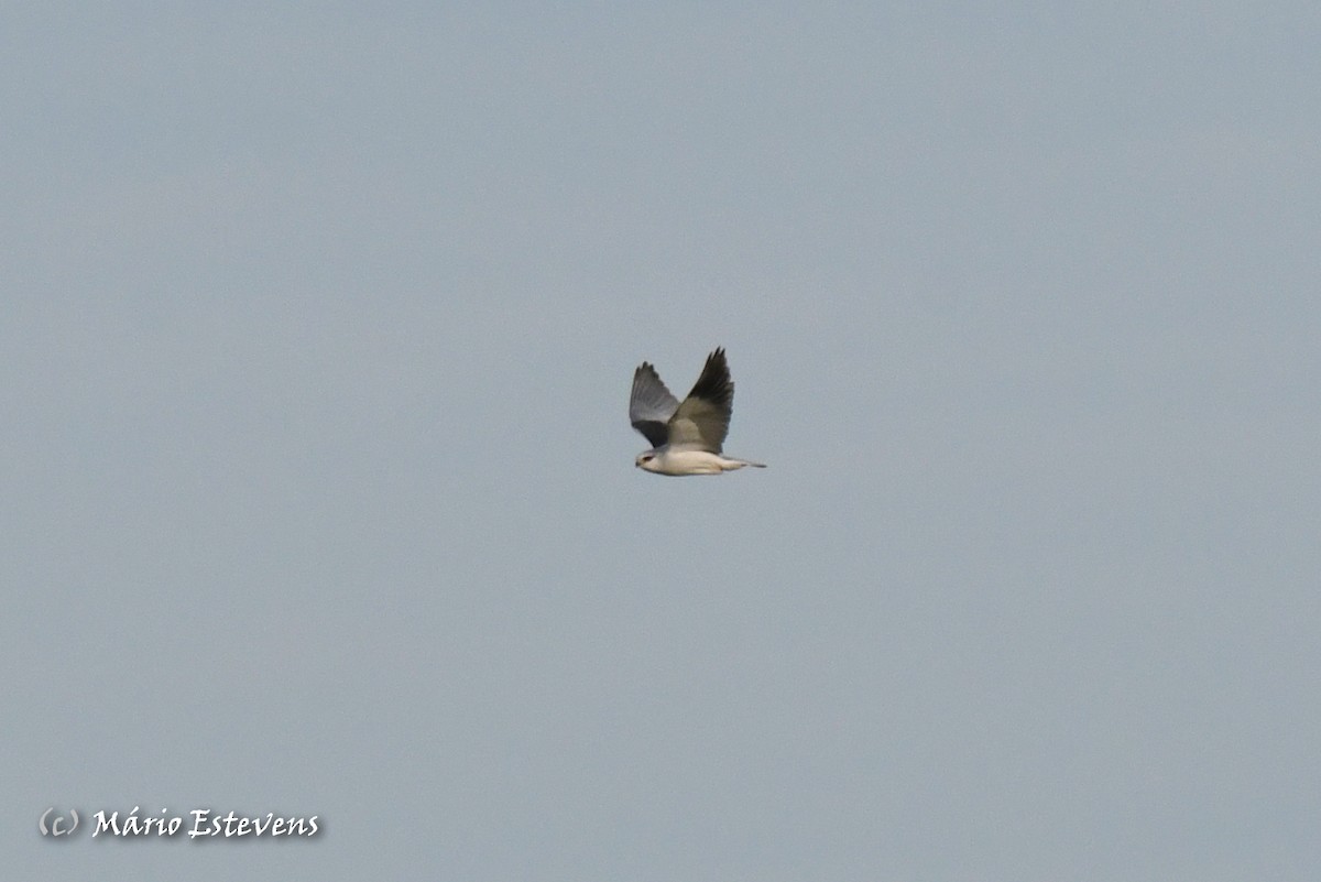 Black-winged Kite - Mário Estevens