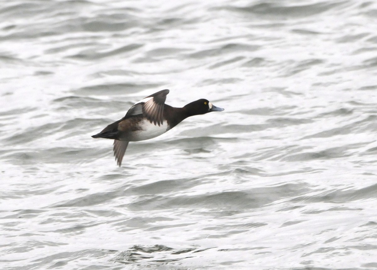 Greater Scaup - marvin hyett