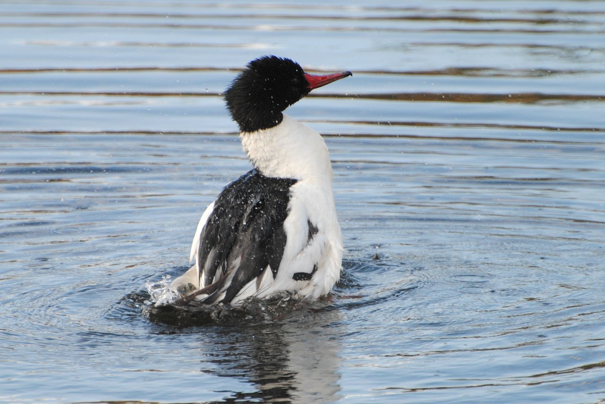 Common Merganser - Peter Crosson