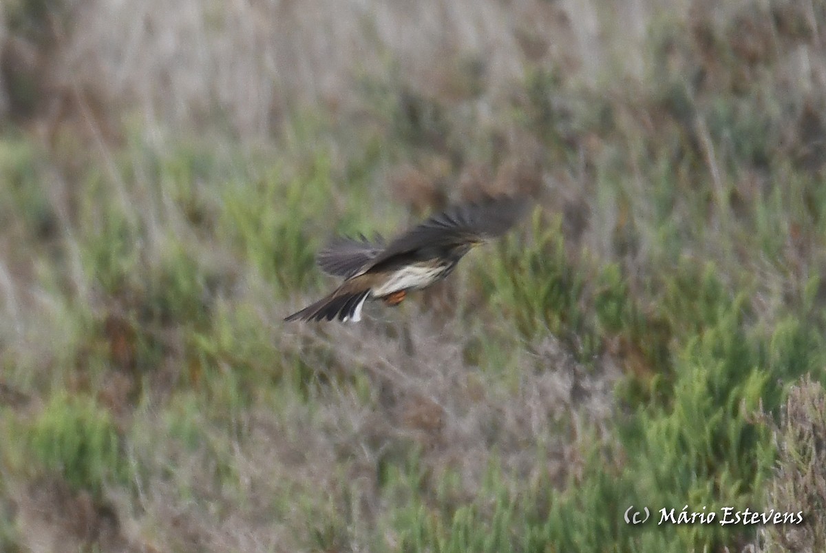 Water Pipit - ML612928094