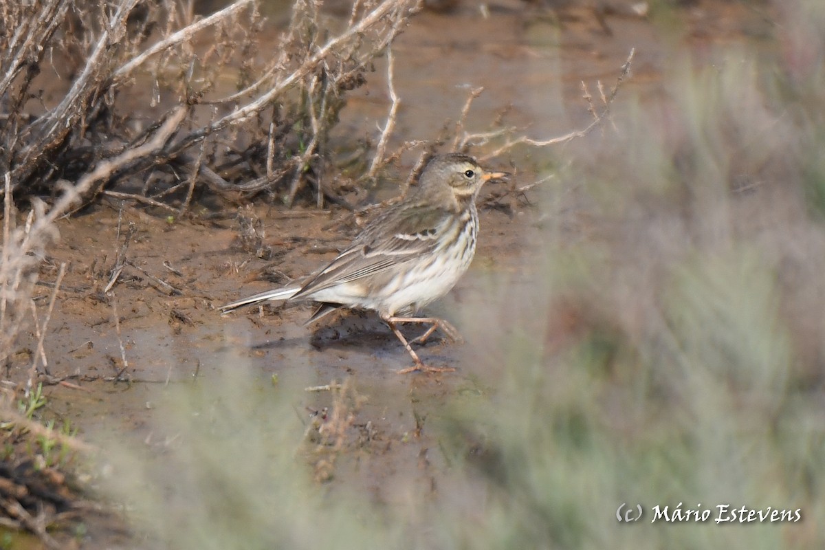 Water Pipit - ML612928096