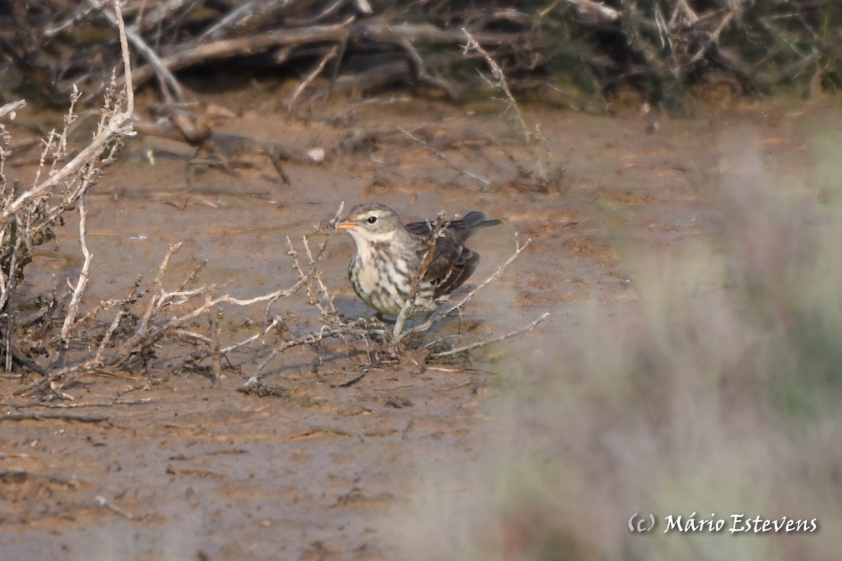 Water Pipit - ML612928097