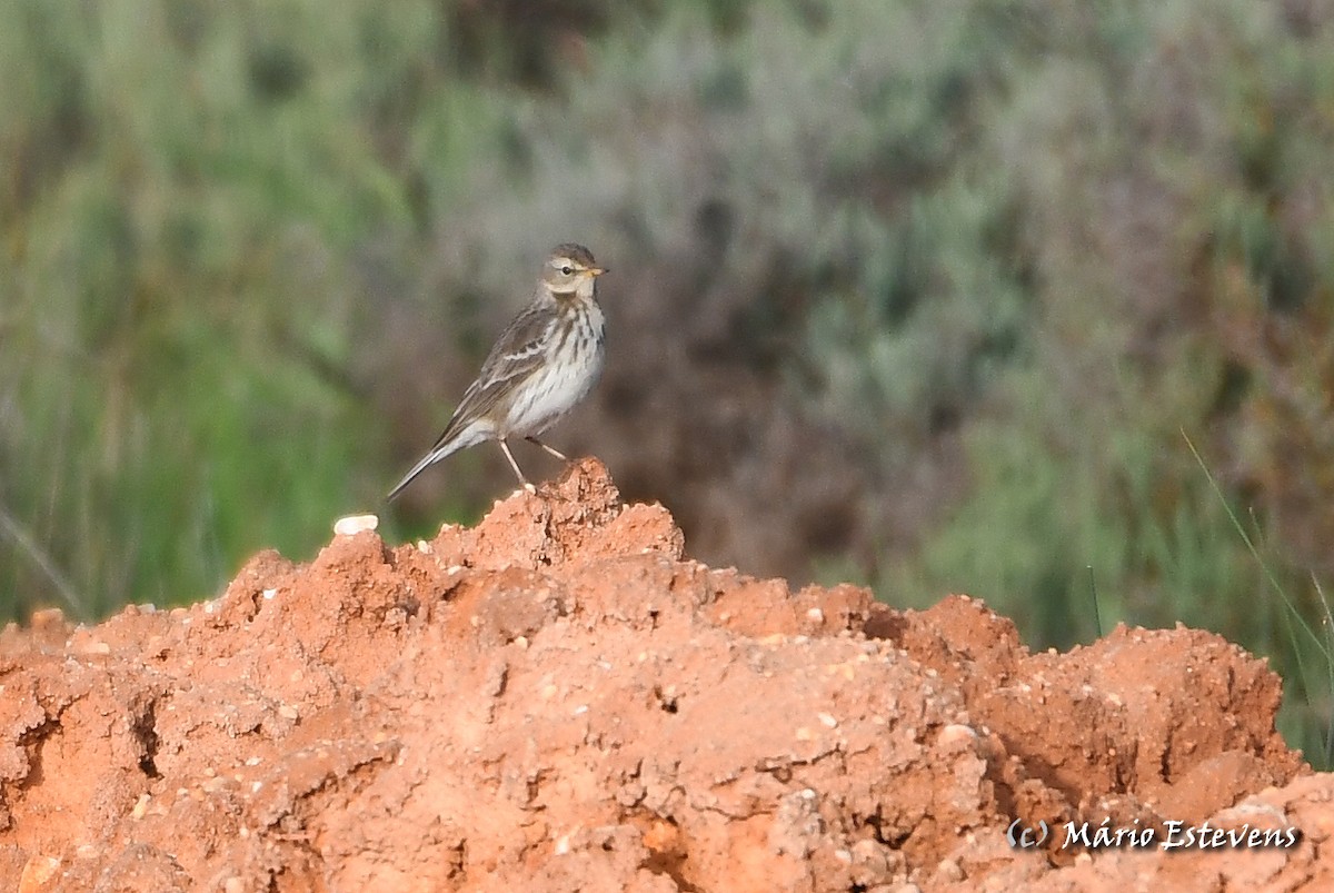 Water Pipit - Mário Estevens