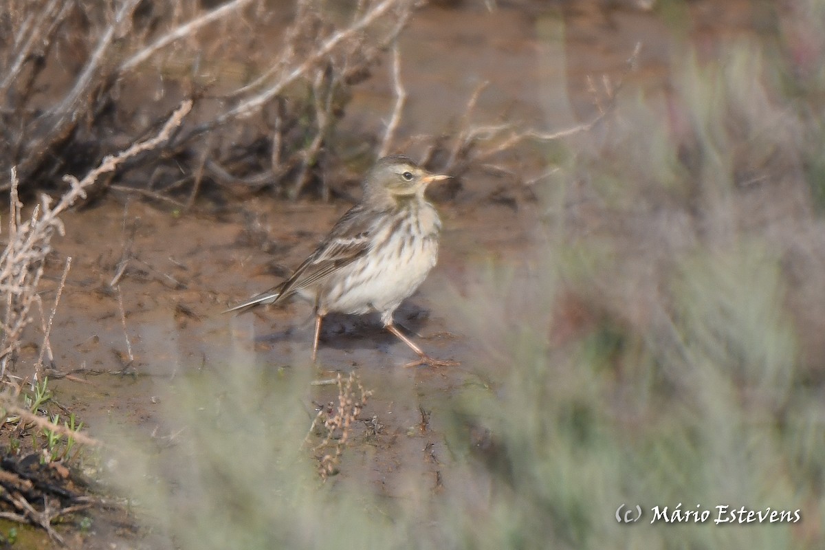 Water Pipit - ML612928099