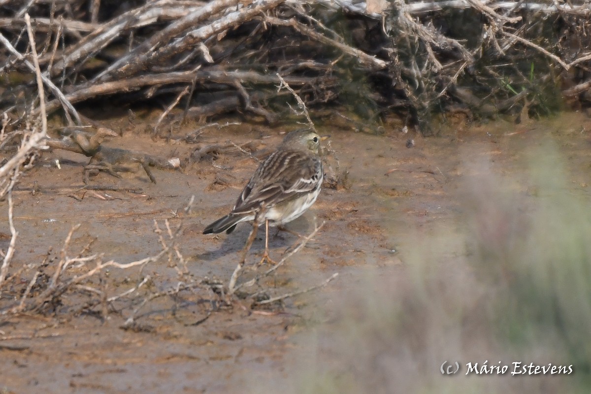 Water Pipit - ML612928100