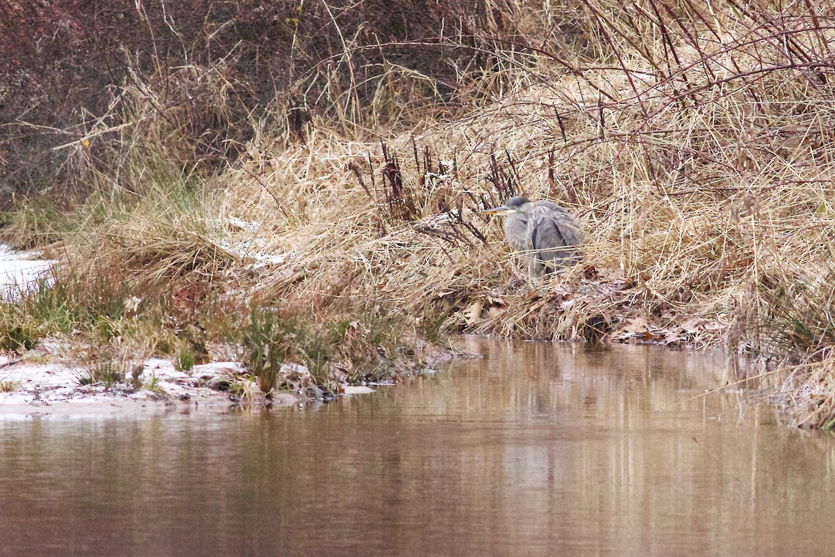 Great Blue Heron - ML612928122