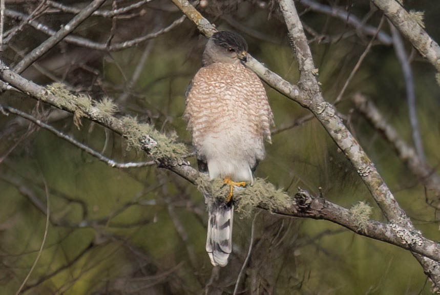 Cooper's Hawk - ML612928146