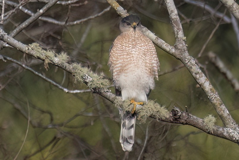 Cooper's Hawk - ML612928147
