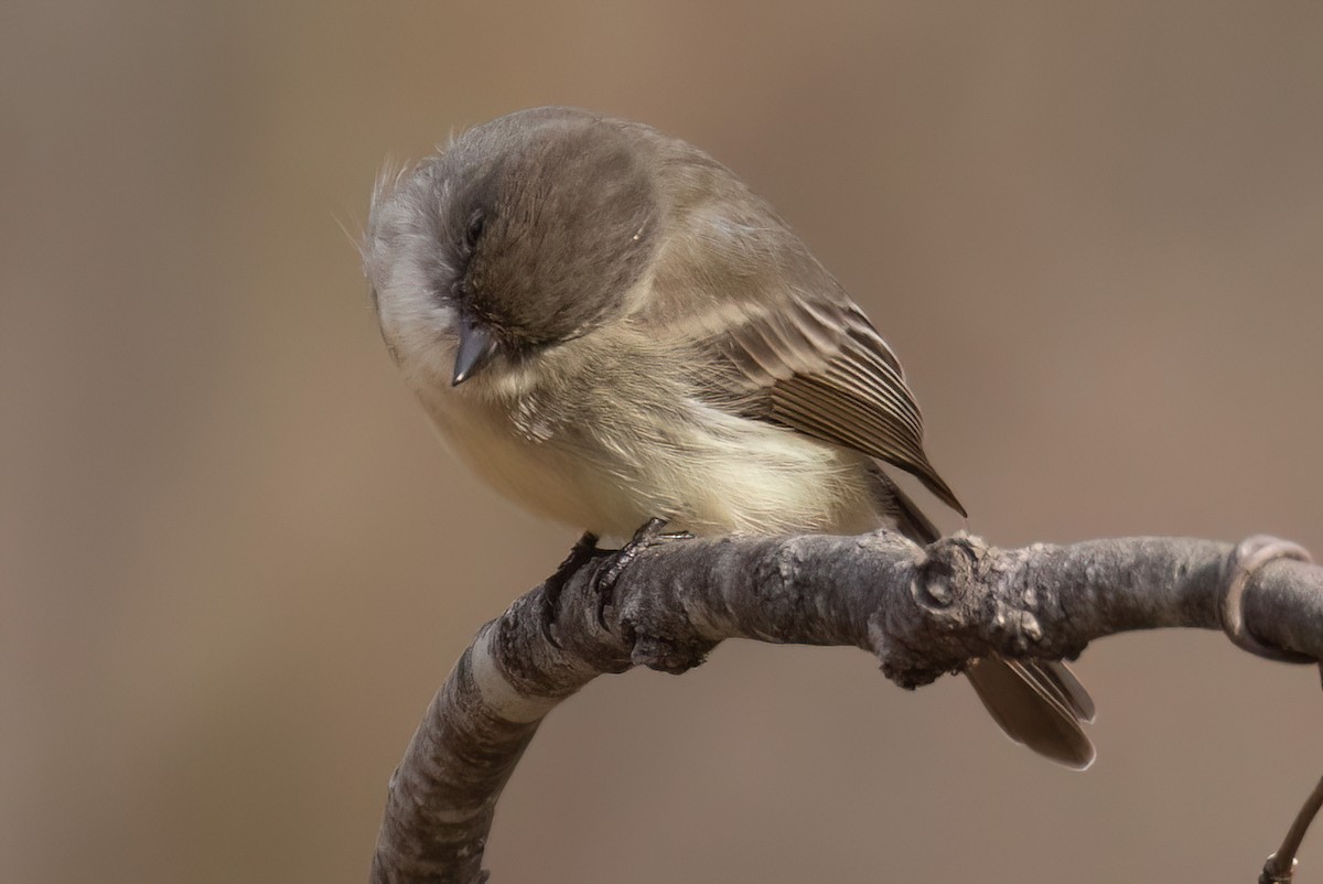 Eastern Phoebe - ML612928163