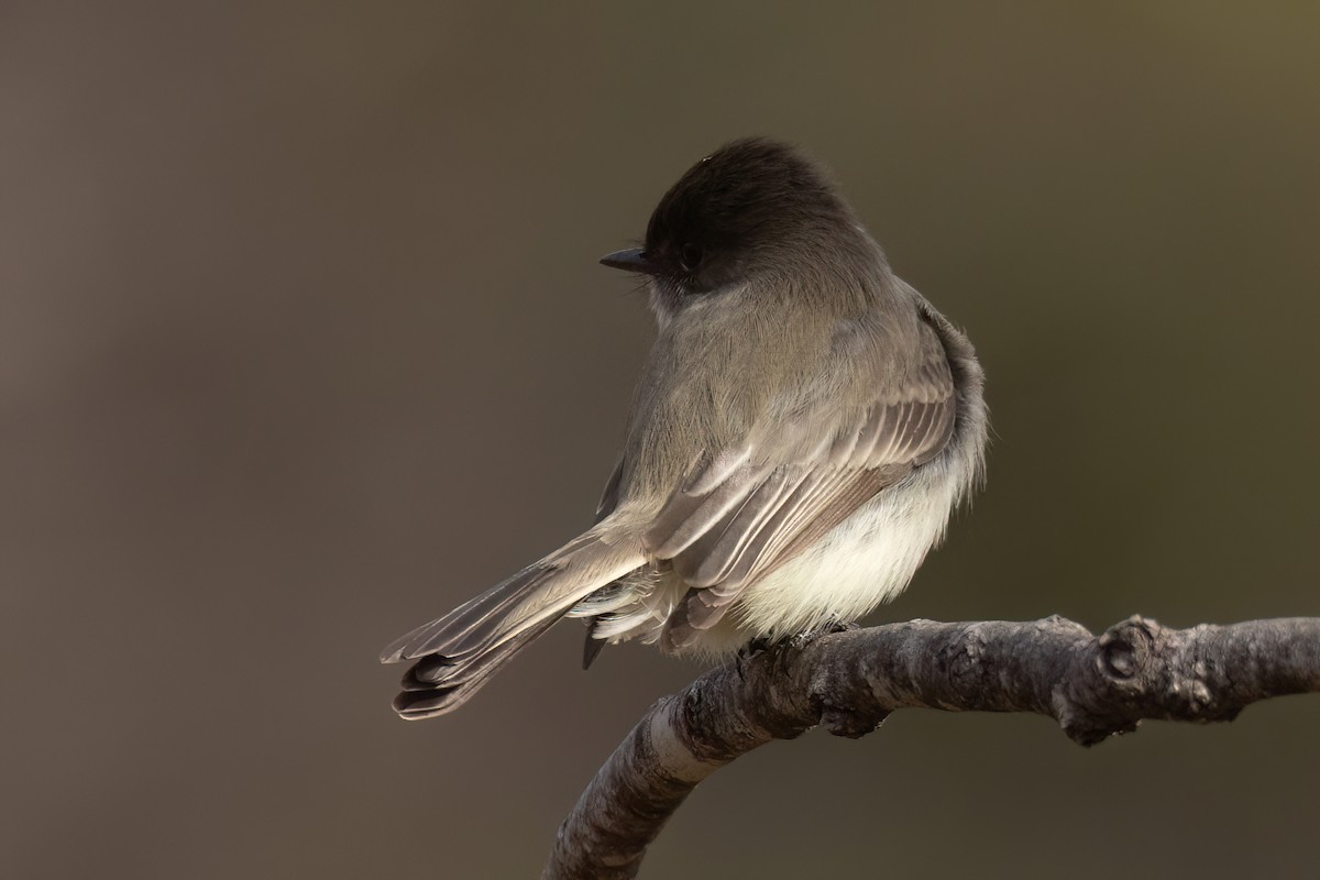 Eastern Phoebe - ML612928164