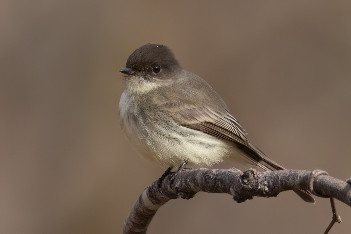 Eastern Phoebe - ML612928165