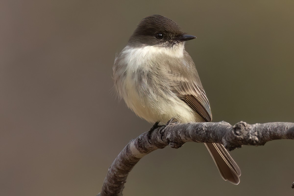 Eastern Phoebe - ML612928166