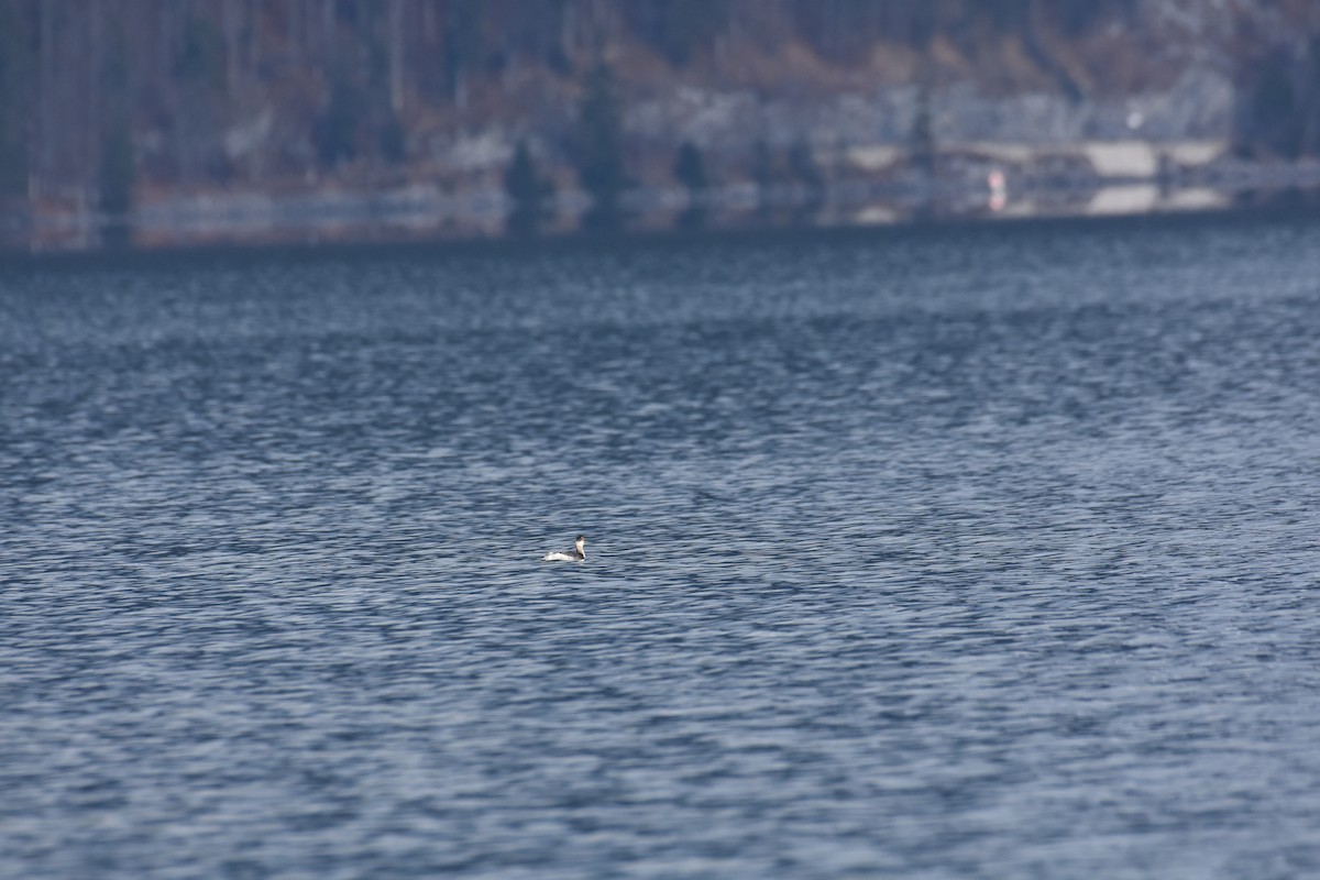 Eared Grebe - ML612928222