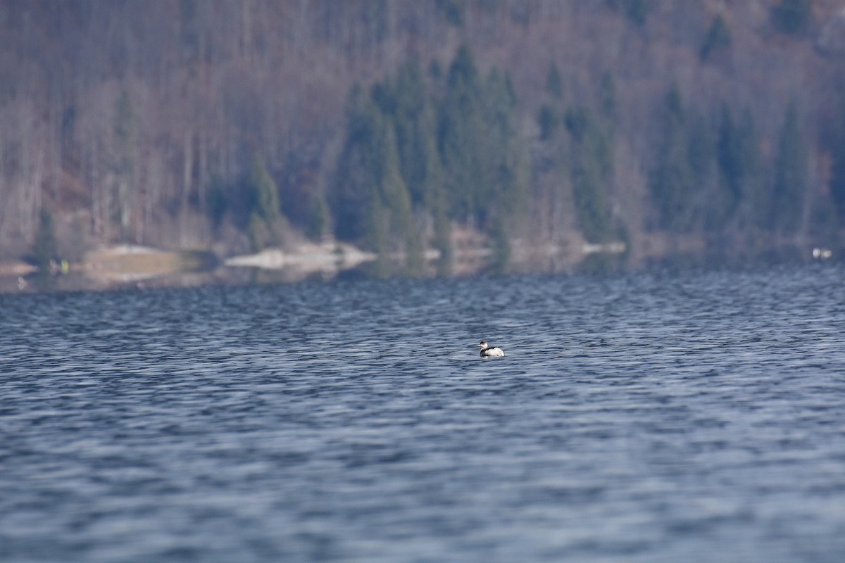 Eared Grebe - ML612928225