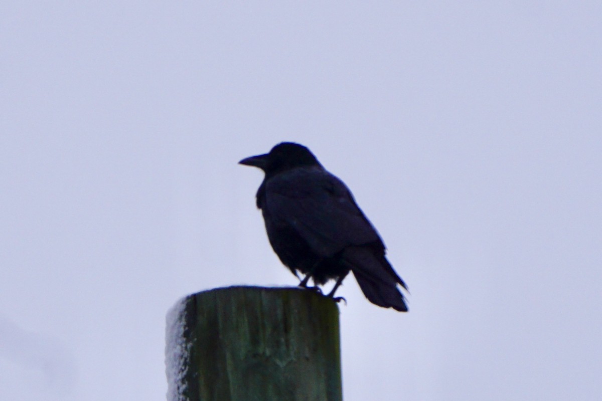 American Crow - ML612928258