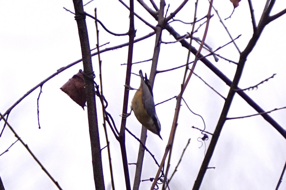 Red-breasted Nuthatch - Nicholas Rosner