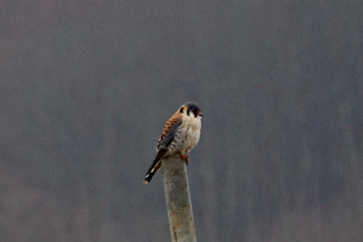 American Kestrel - ML612928306