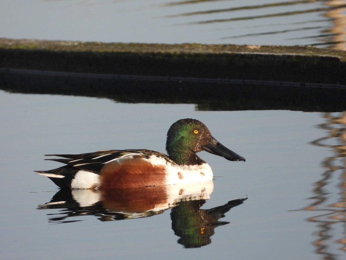 Northern Shoveler - ML612928317